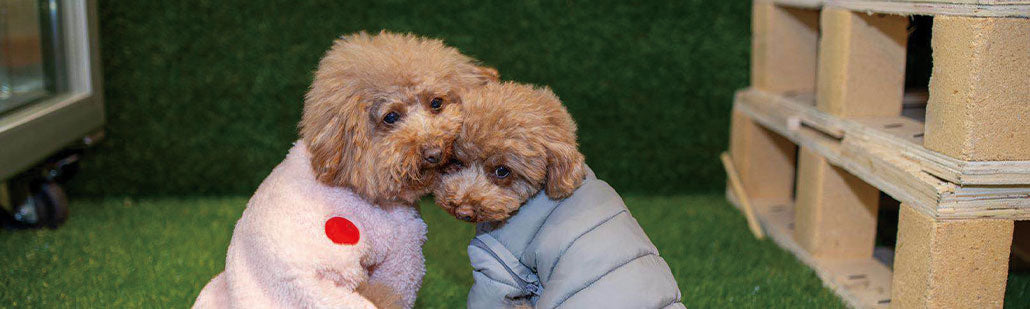 gid://shopify/MediaImage/23247999434800