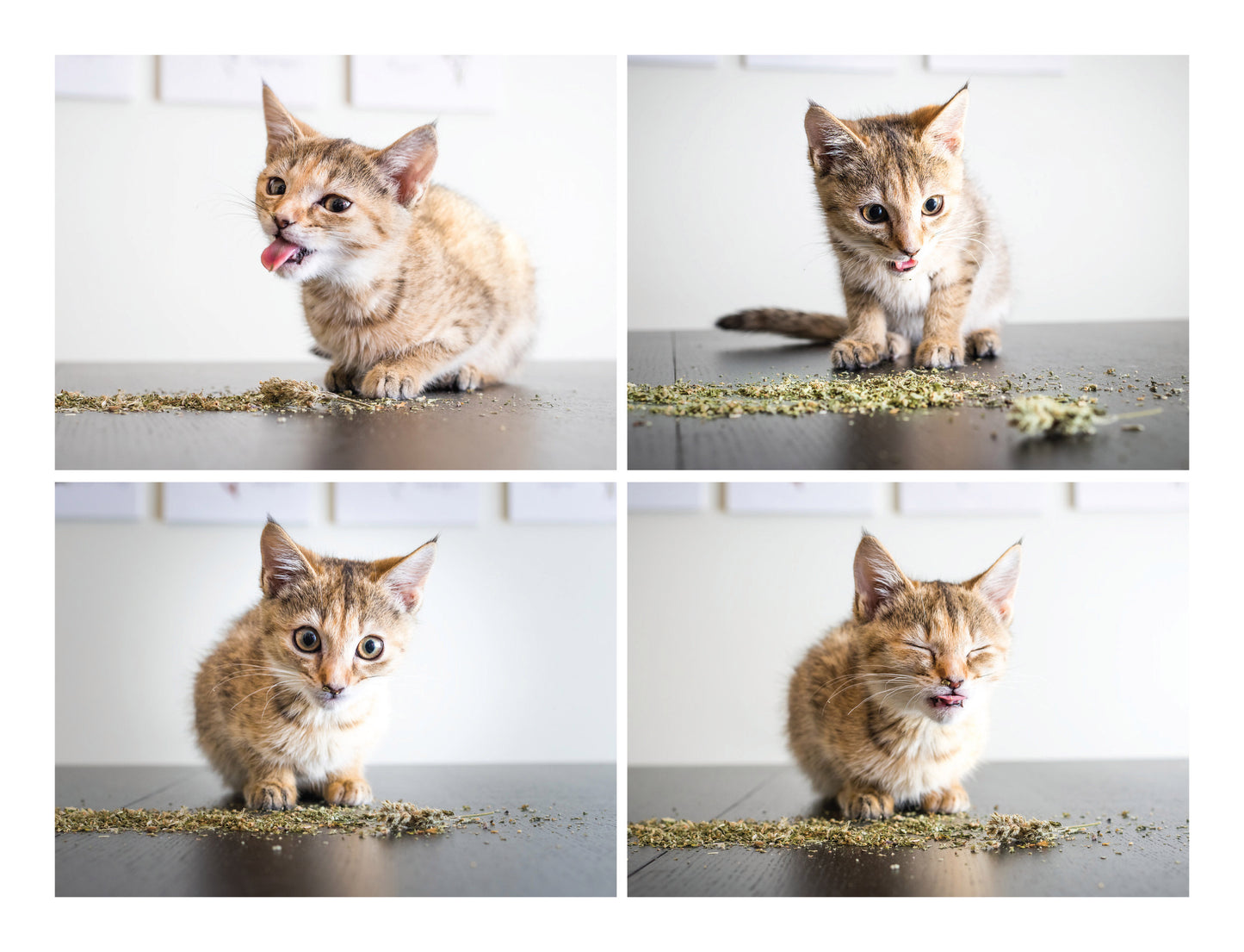 Certified Organic Australian Catnip 20g