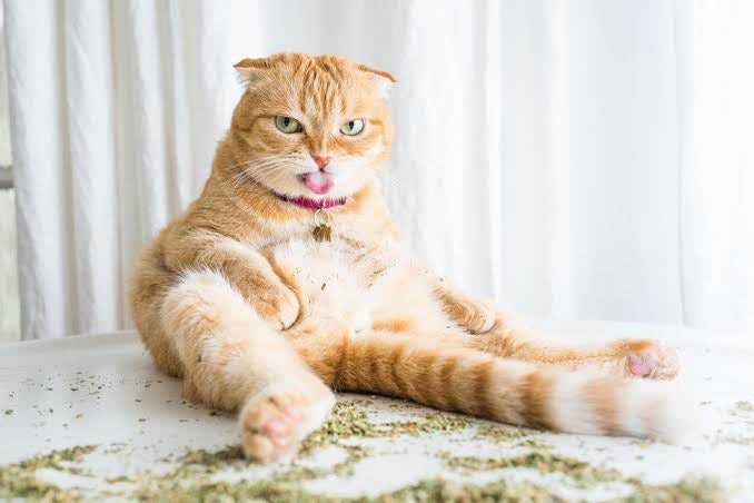 Certified Organic Australian Catnip 20g