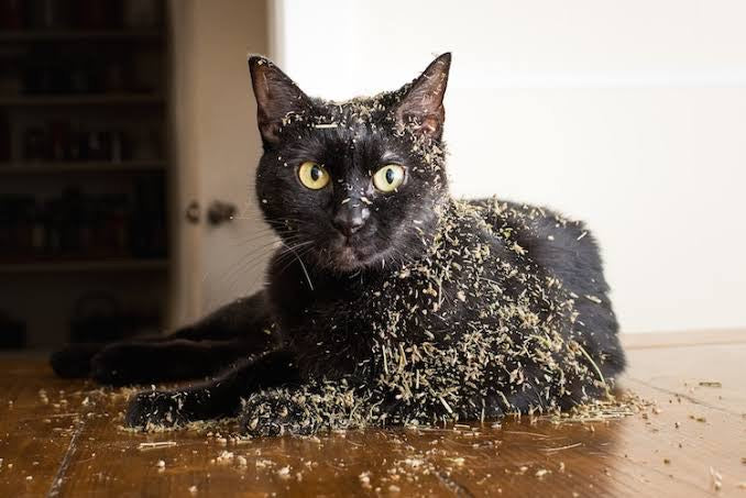 Certified Organic Australian Catnip 20g