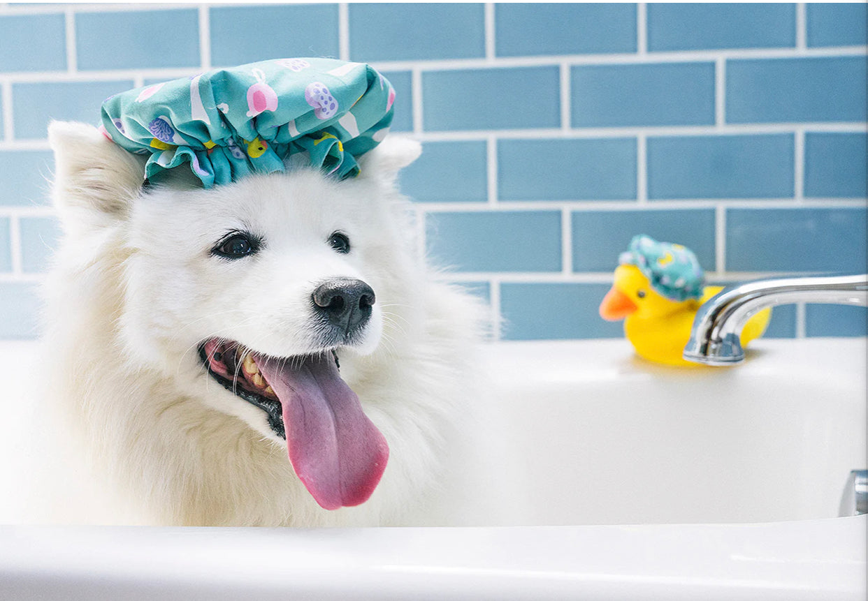 Splish Splash Collection