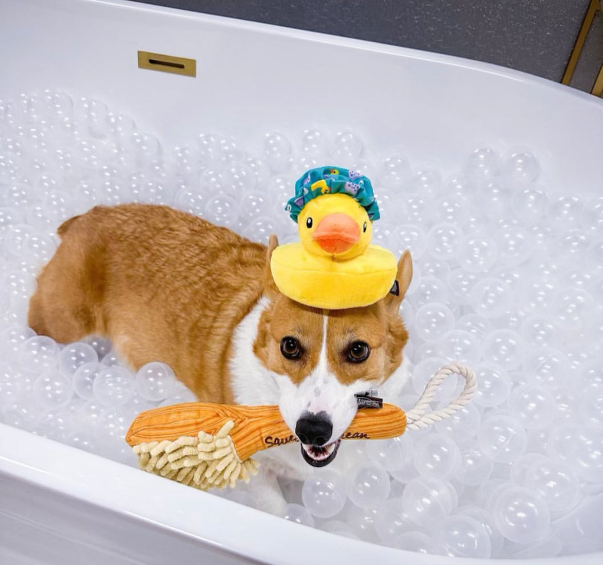 Splish Splash Collection