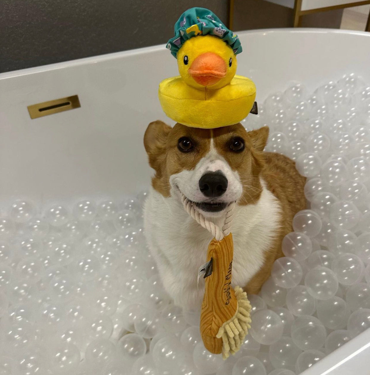 Splish Splash Collection