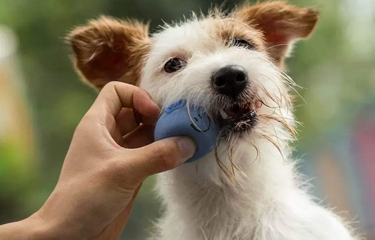 Squeaky Fruits Rubber Toys