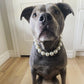 Pearl Pet Necklace