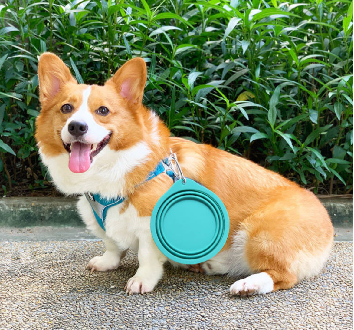 Collapsible Bowl
