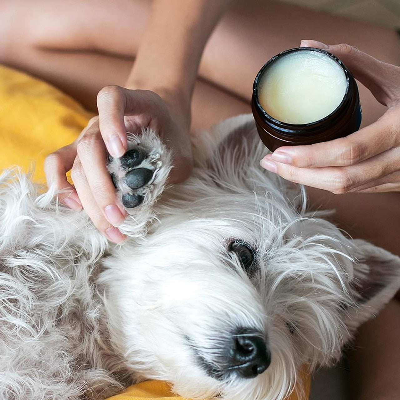 Natural Nose and Paw Balm for Dogs 50g