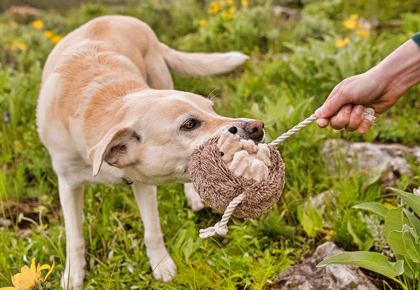 Forest Friends Toys