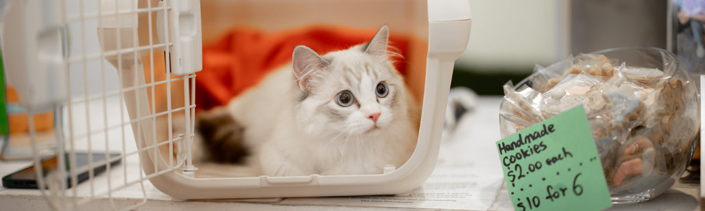 gid://shopify/MediaImage/23319626416176