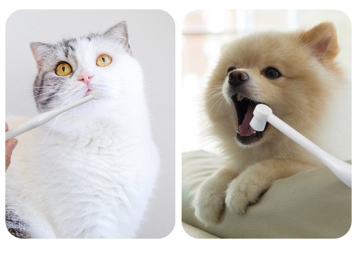 狗和猫牙刷软毛