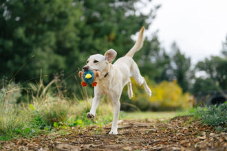 Barnyard Buddies Toys