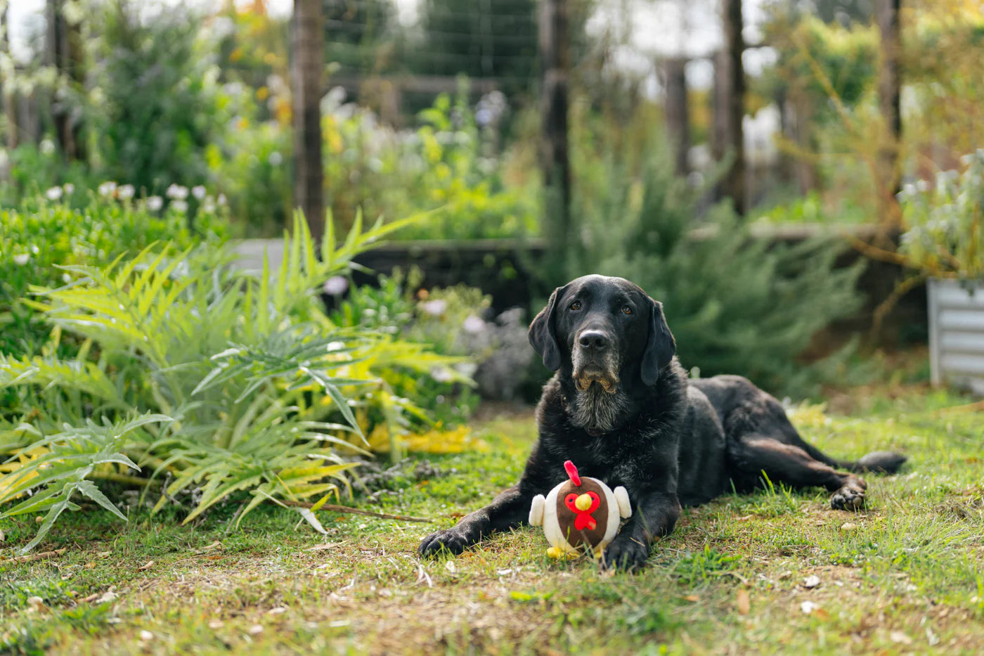Barnyard Buddies Toys
