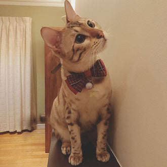 Burgundy Bowtie