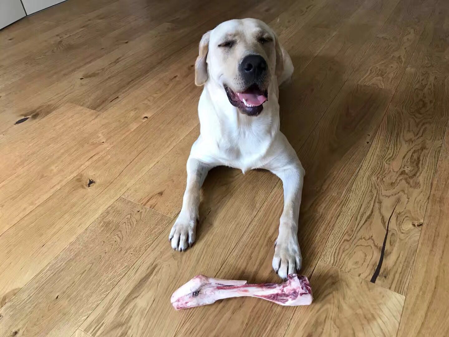 Organic Lamb Bones