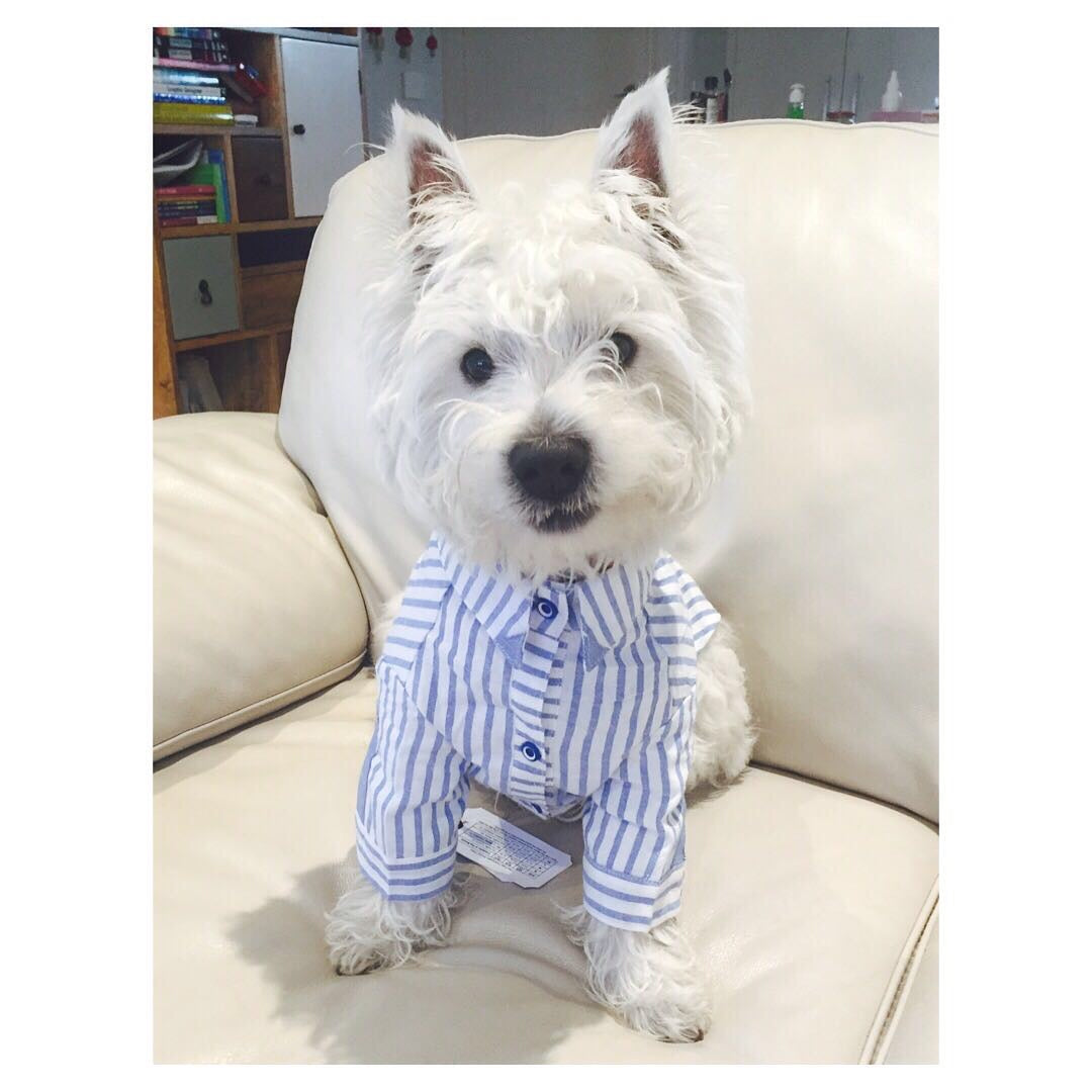 Blue Stripes Shirt Online Only