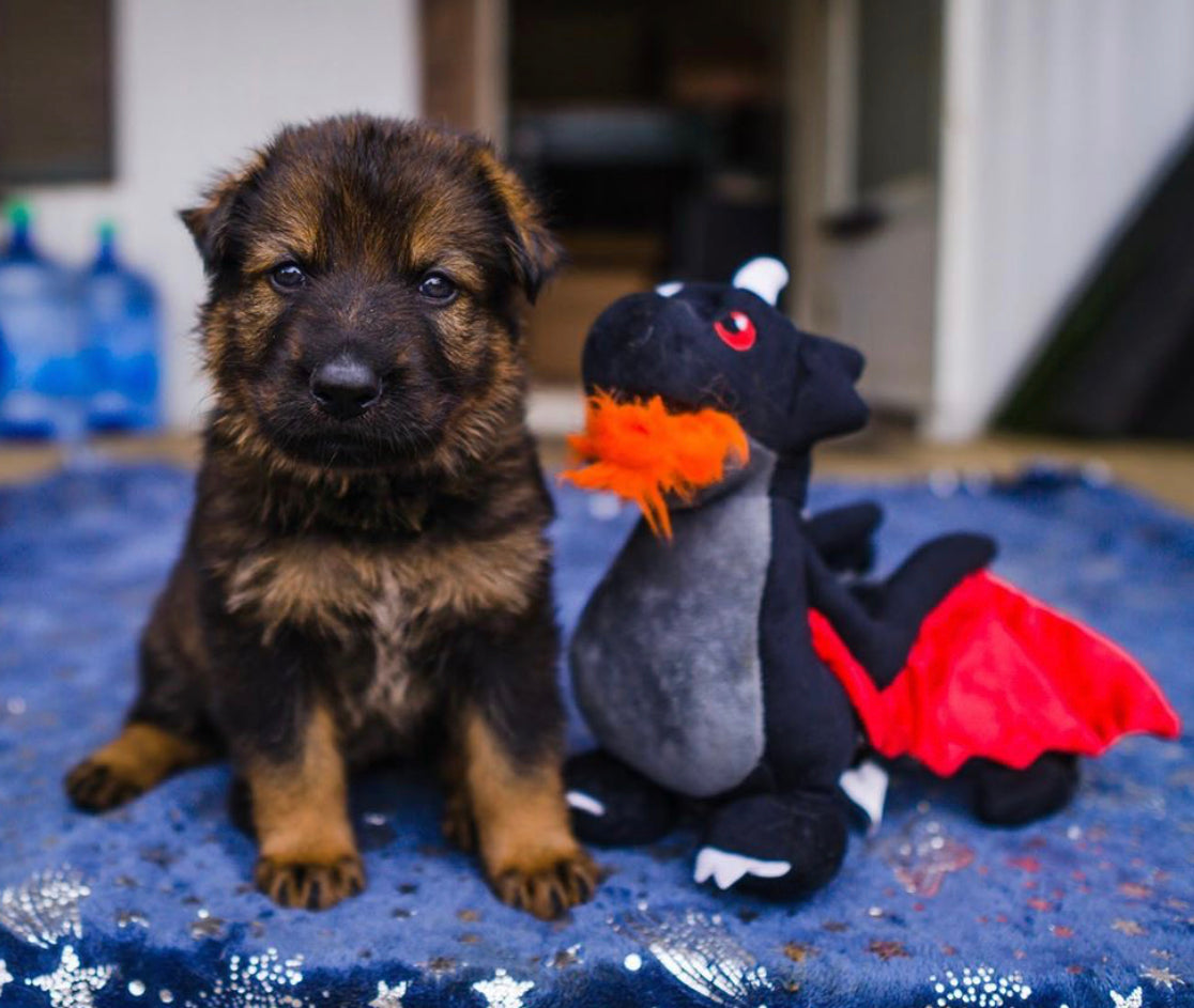 Mythical Creatures Toys