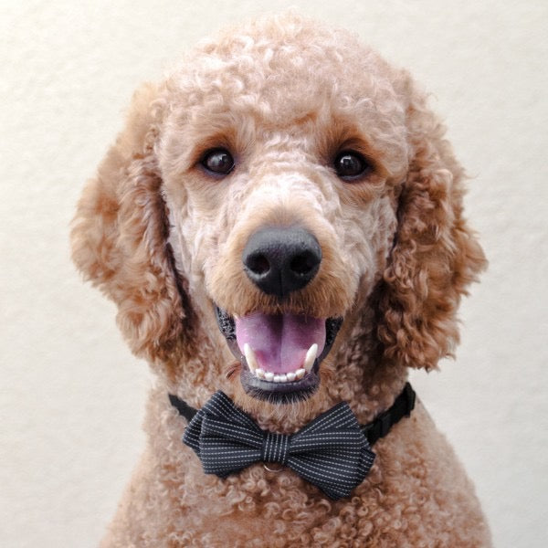Business Casual Bowtie