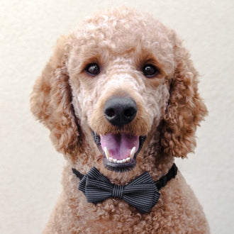 Business Casual Bowtie