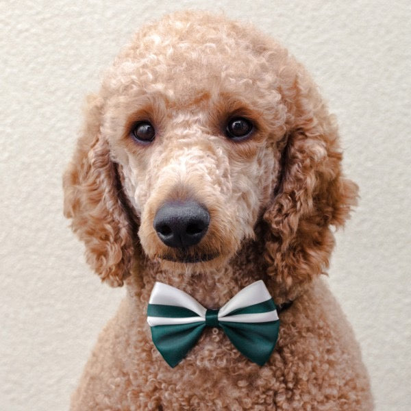 Irish Cream Bowtie