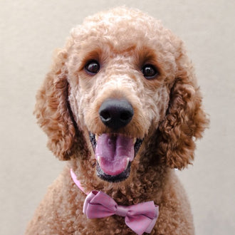 Miss Pink Bowtie