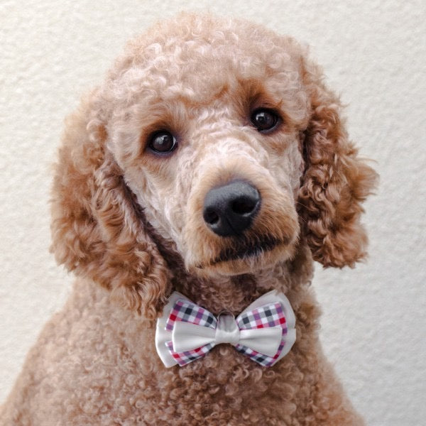 Picnic at the Park Bowtie