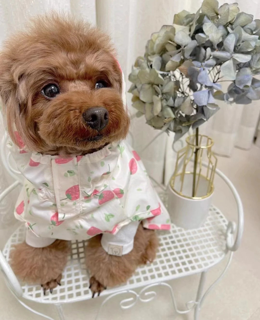 Strawberry Raincoat M-L