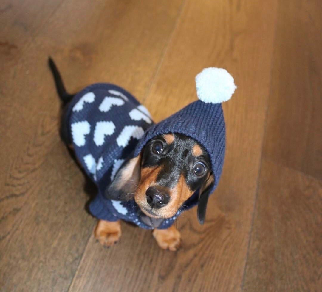 Pet Jumper with Hearts Online Only