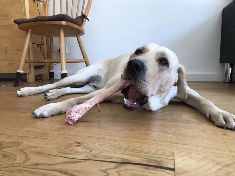 Organic Lamb Bones
