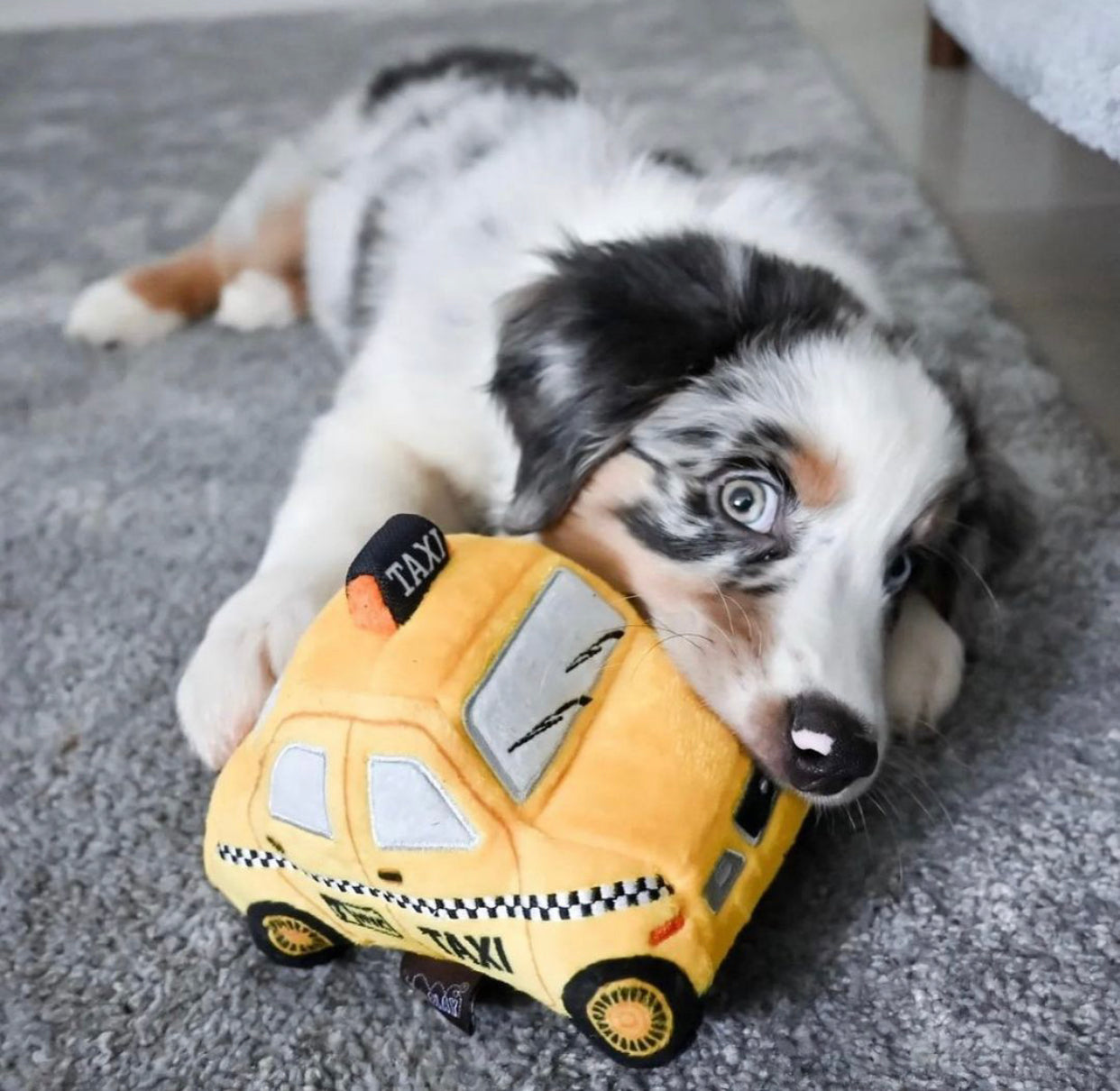 Canine Commute