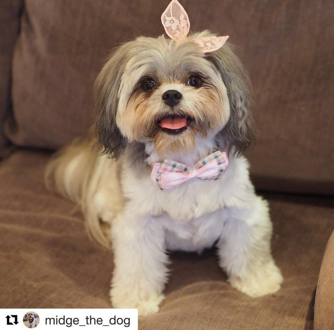 Pink Peony Blush Bowtie