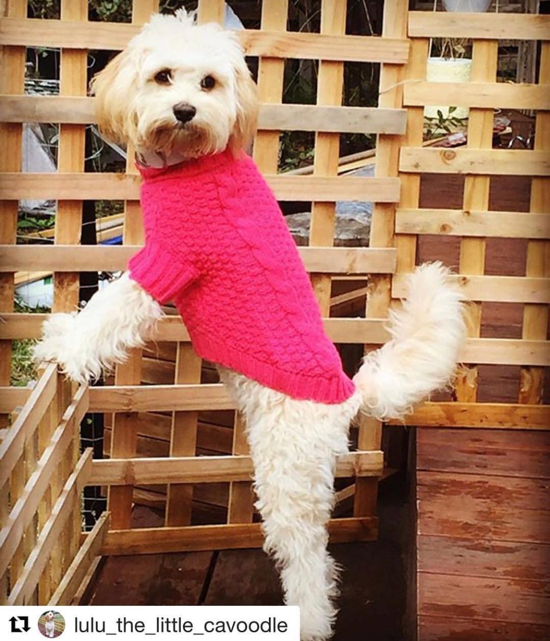 Pullover Pet Jumper Online Only