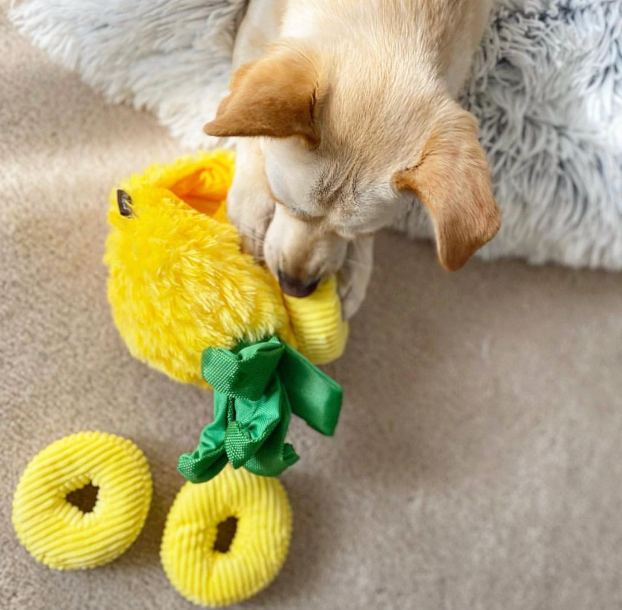Tropical Paradise Toys