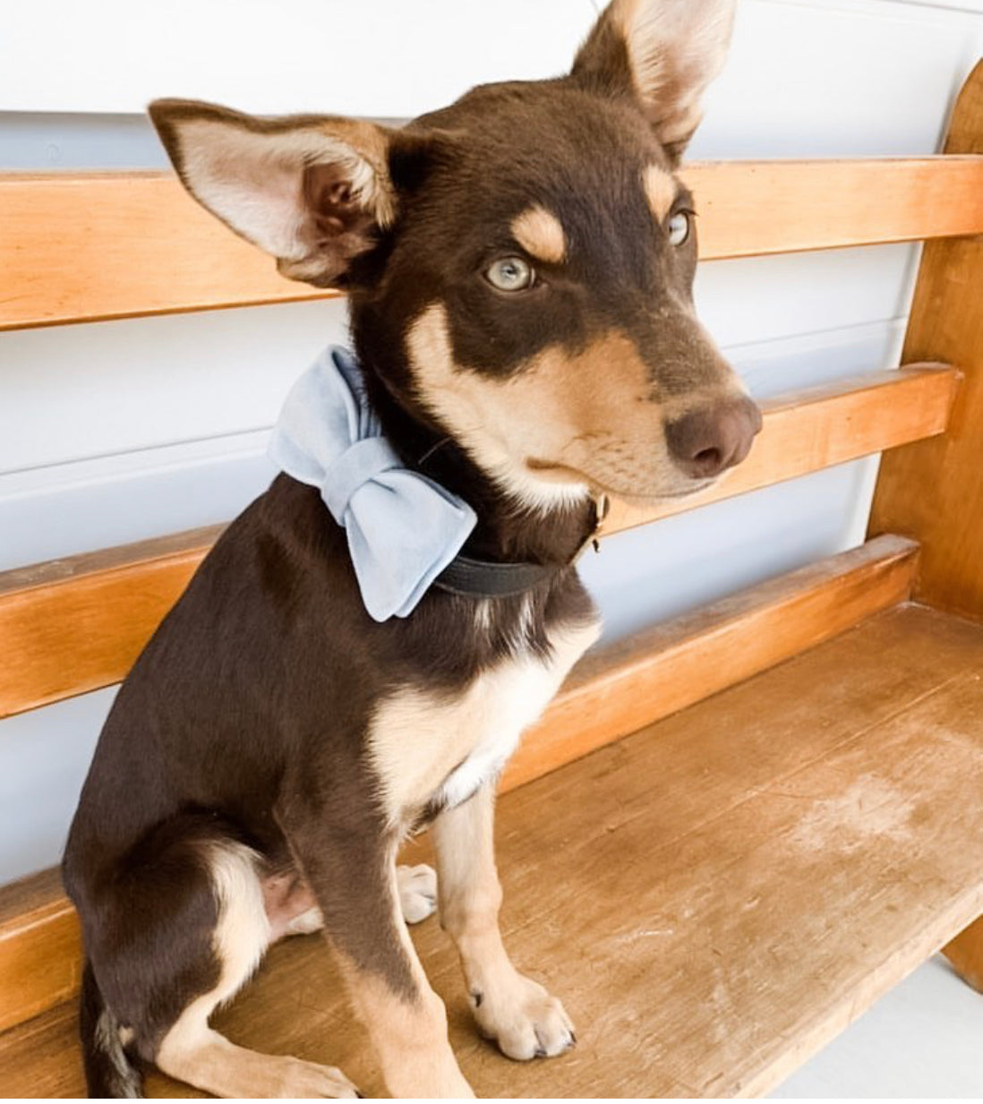 Sky Blue Velour Collar Leash Bowtie