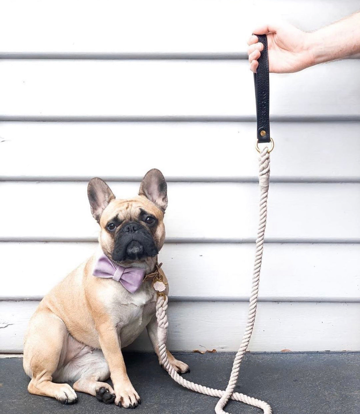 Lavender Velour Collar Leash Bowtie