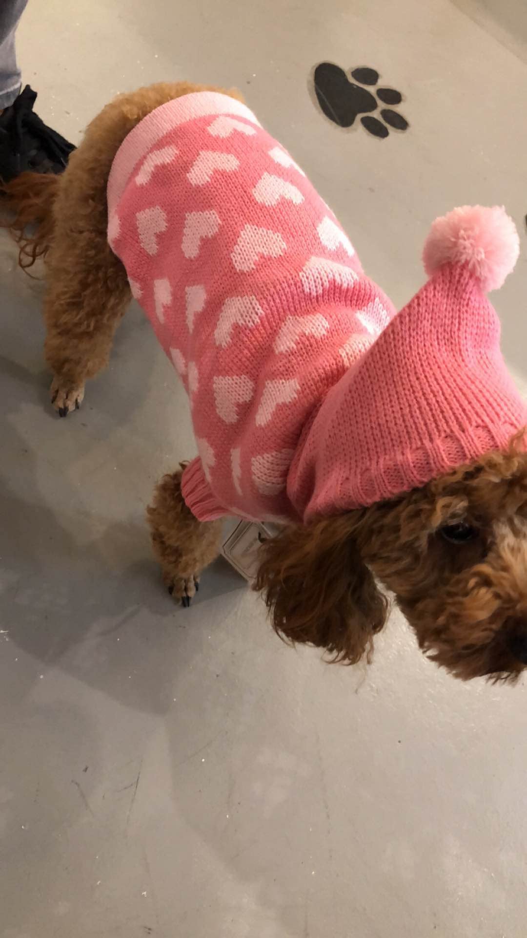 Pet Jumper with Hearts Online Only