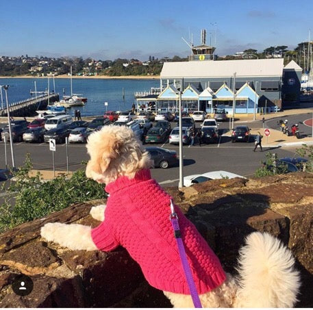 Pullover Pet Jumper Online Only