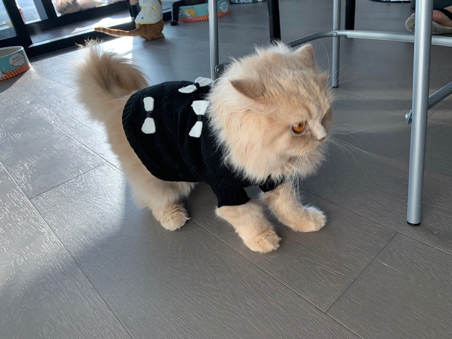 Pet Jumper with White Bows Online Only