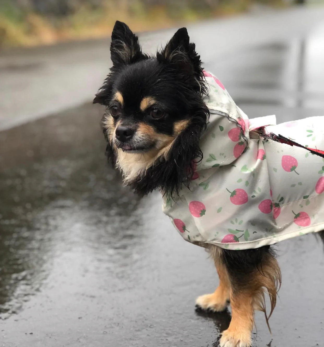 Strawberry Raincoat M-L