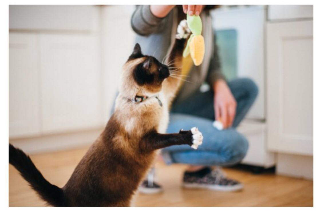巴士猫薄荷玩具