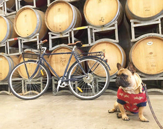 Star Patterns Pet Jumper Online Only