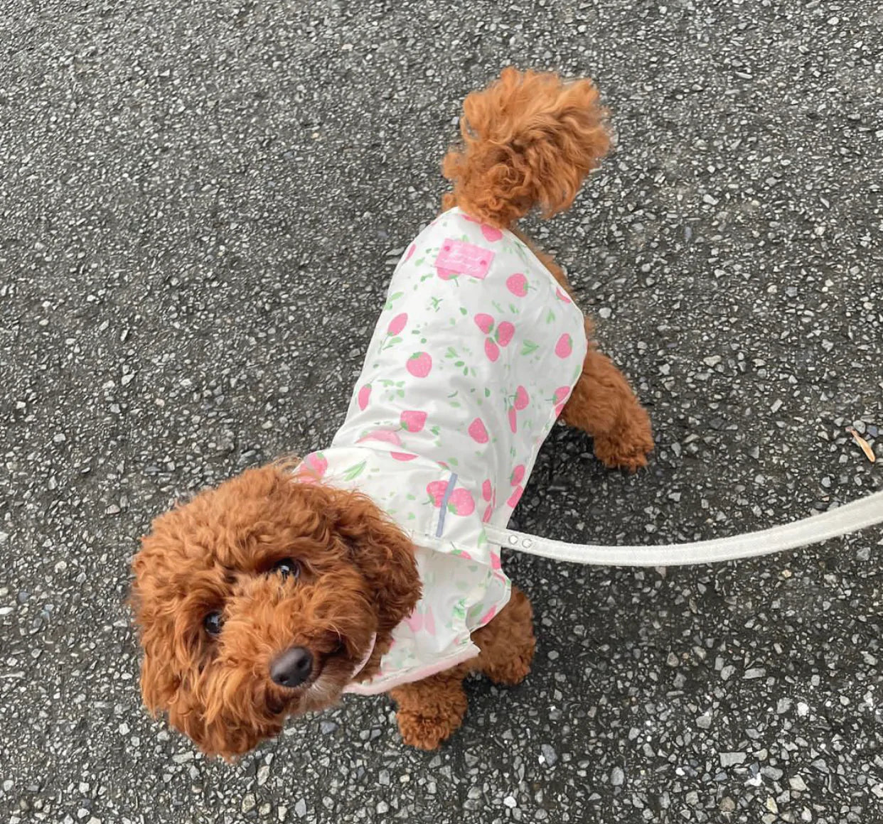 Strawberry Raincoat M-L