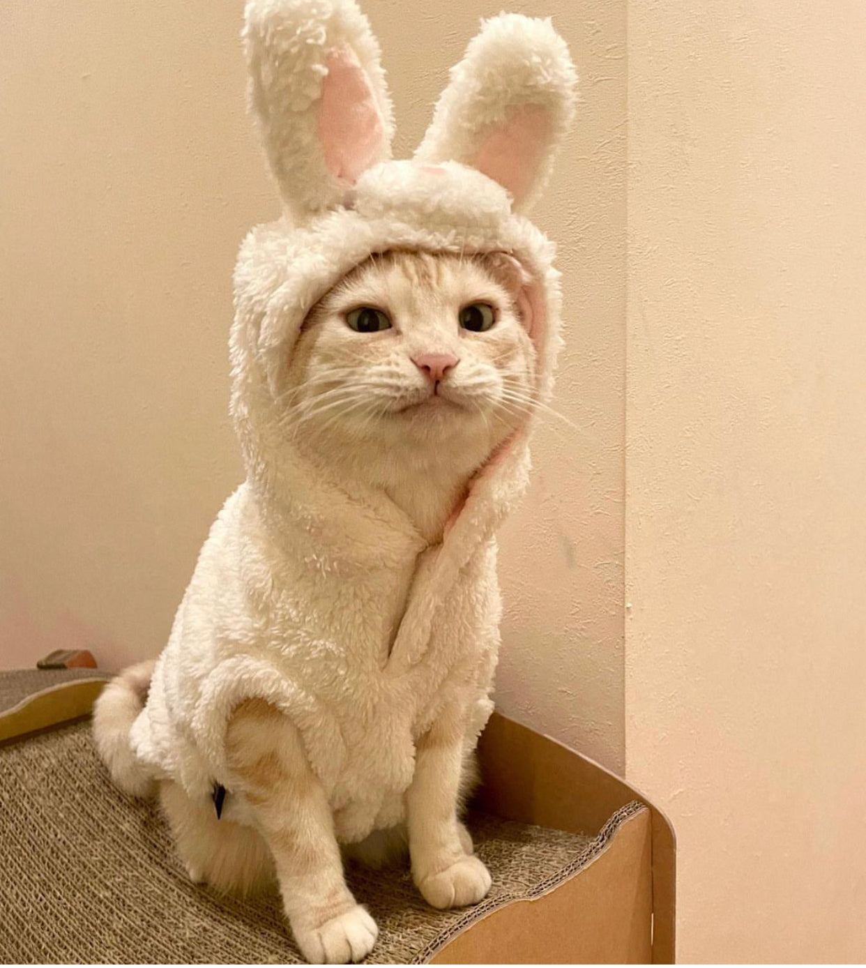 Rabbit Hoodie - Online Only