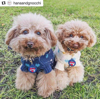 Pet Jumper with Coloured Hearts Online Only