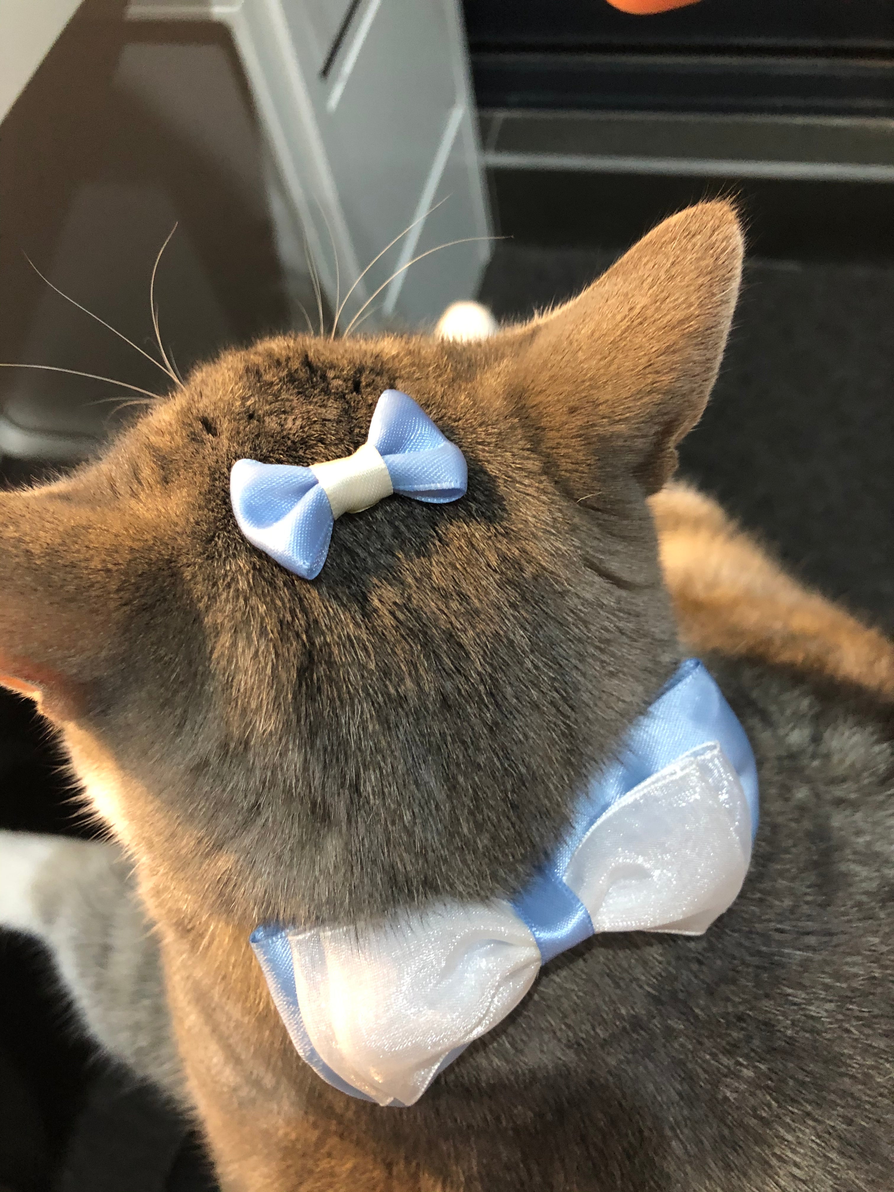 Bowsss Bowtie
