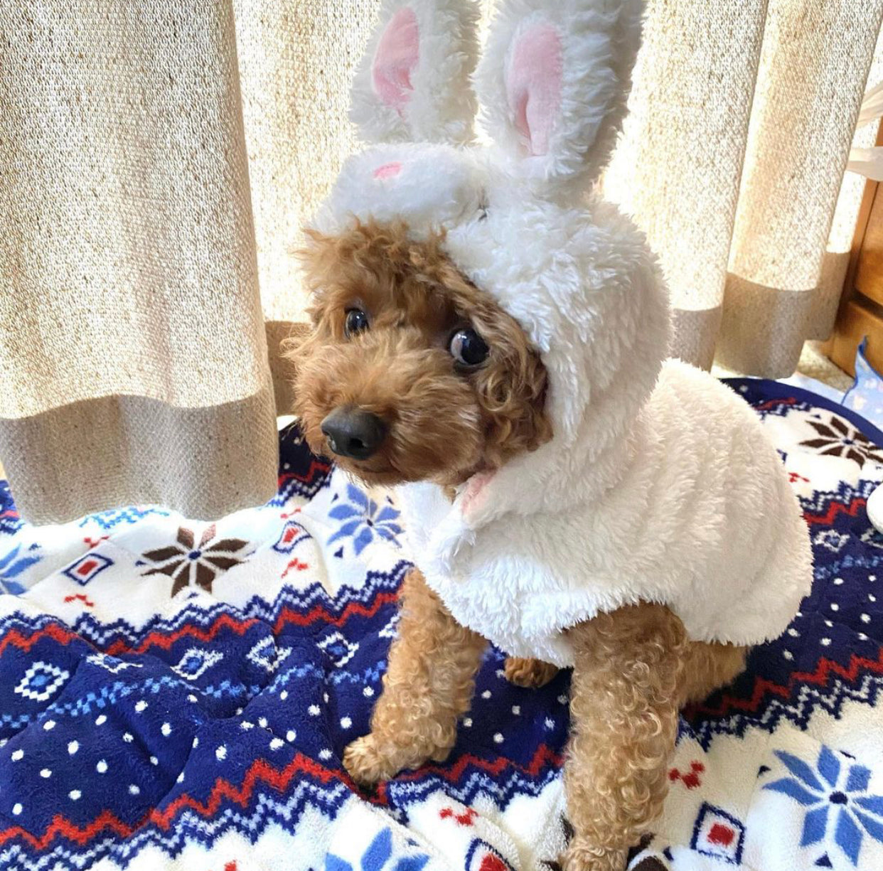 Rabbit Hoodie - Online Only
