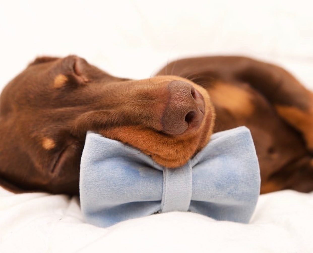 Sky Blue Velour Collar Leash Bowtie