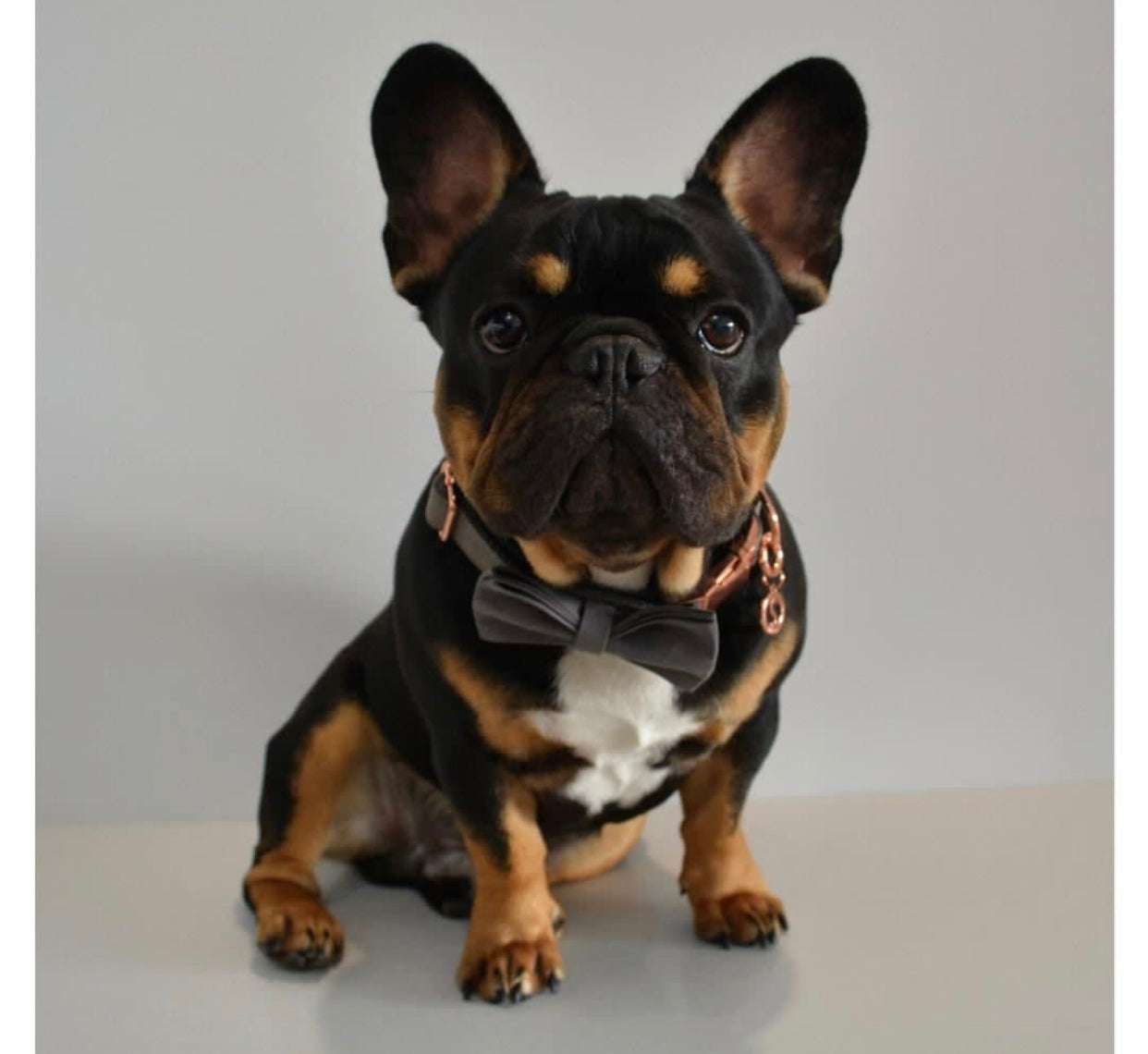 Black Silk Collar Leash Bowtie