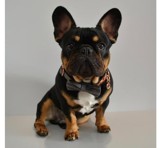 Black Silk Collar Leash Bowtie