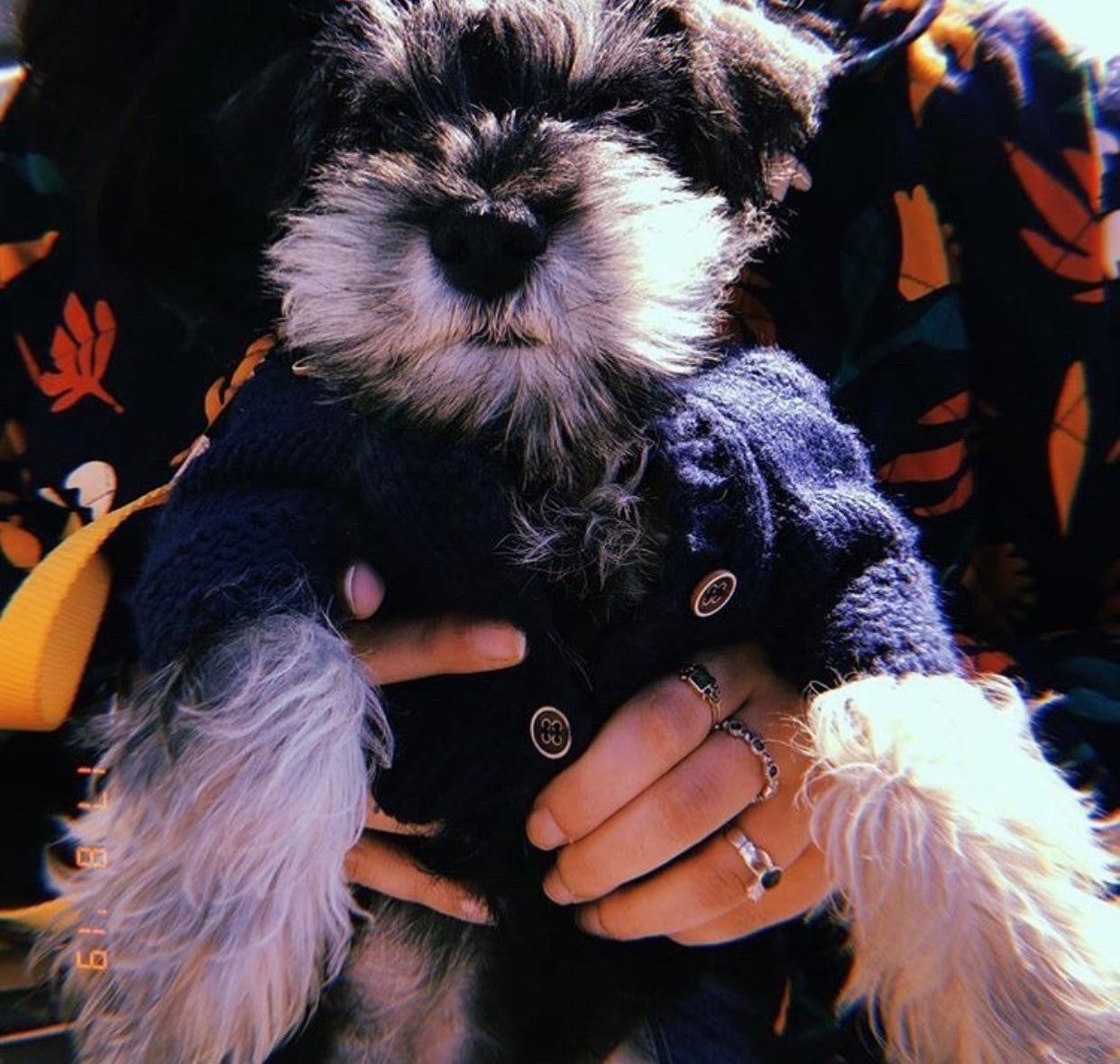 Removable Hood Pet Cardigan Online Only