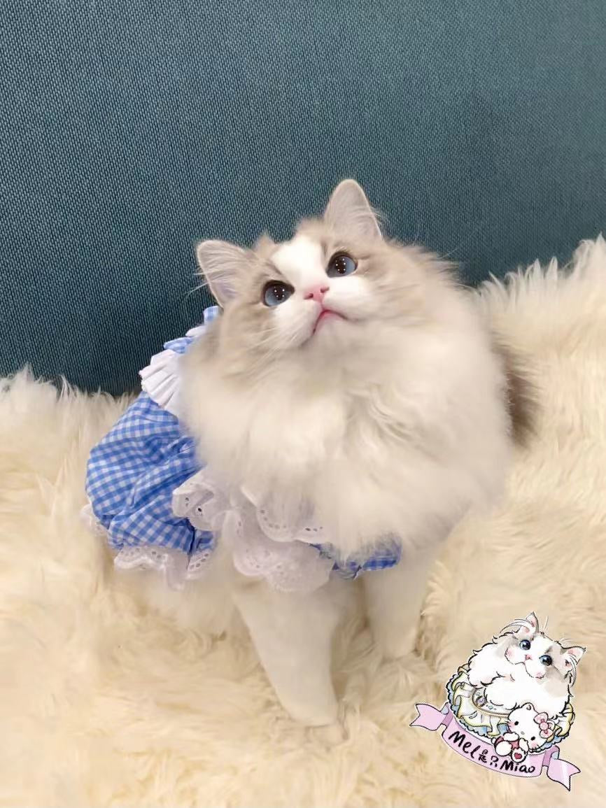 Bows Dress Online Only